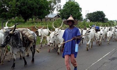 We Are Not Ready For Lagos Anti-open Grazing Law - Miyetti