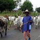 We Are Not Ready For Lagos Anti-open Grazing Law - Miyetti